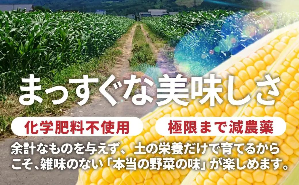 トウモロコシ 20本 朝採れトウモロコシ