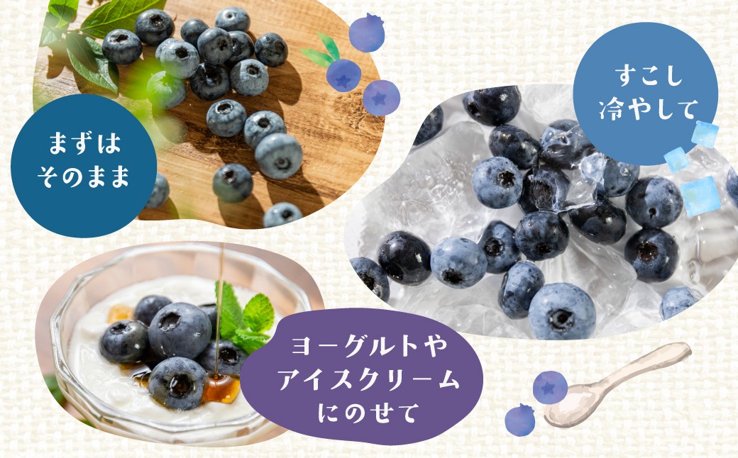 
                  【数量限定】贈答用 生ブルーベリー 400g（6～8月お届け）
                