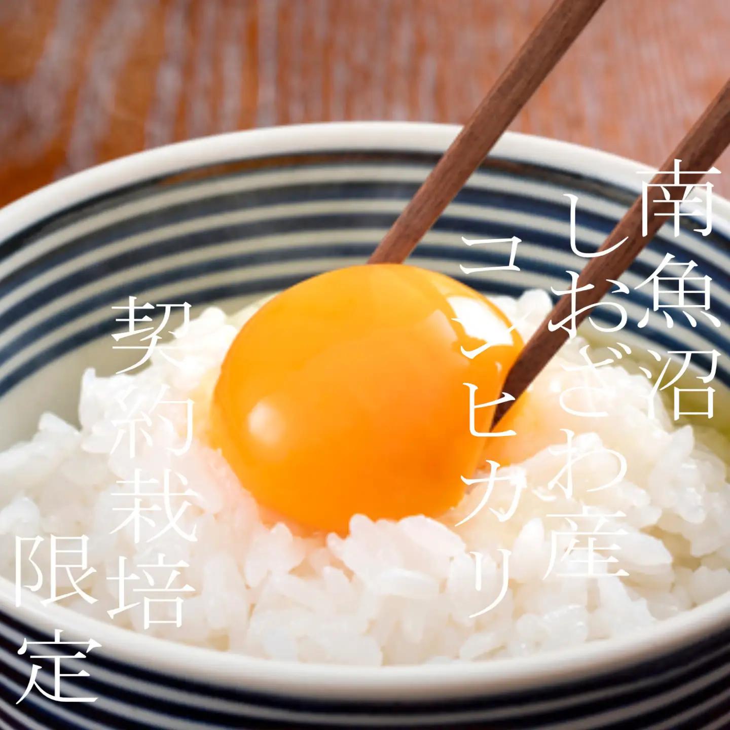 【令和7年】【定期便 精米６Kg×９ヶ月】契約栽培限定 南魚沼しおざわ産コシヒカリ｜コシヒカリ