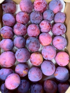 【ご家庭用】高級すもも「貴陽」約3.0kg（16〜26玉）ALPCZ017