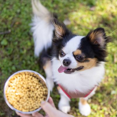 ふるさと納税 羽島市 国産ドッグフード 国産鶏肉使用 ドライタイプ　560g |  | 03