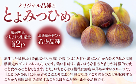 いちじく 無花果 とよみつひめ 約1.2kg 約300g × 4パック 南国フルーツ株式会社《8月上旬-10月末頃出荷》福岡県 小竹町 福岡県産 いちじく フルーツ 果物