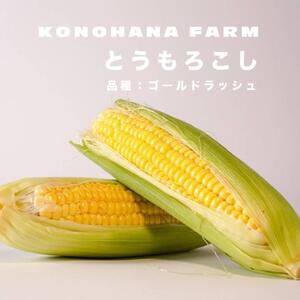 とうもろこし 富士河口湖町産とうもろこし《ゴールドラッシュ》L～2Lサイズ 5本セット