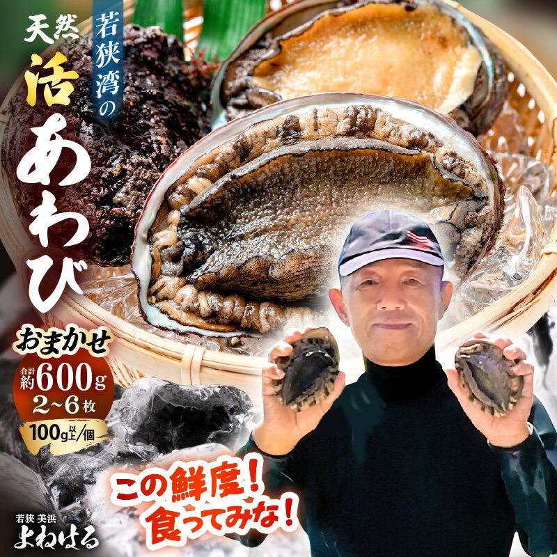 【ふるさと納税】【期間限定】≪おまかせ≫ 日本海若狭湾の 天然 活アワビ 計600g 鮮度抜群 刺身 お造り バター焼き BBQ あわび 鮑お買い物マラソン 買い回り [m17-d006]