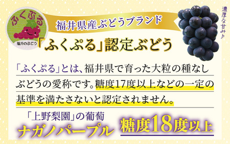 【先行予約】【種なし】【朝採れ】【秀品】上野梨園のナガノパープル 約1kg 農園直送【上野の葡萄】 / ぶどう フルーツ 果物 くだもの 贈答 お土産 種なし 旬 皮ごと食べる ポリフェノール 美容 