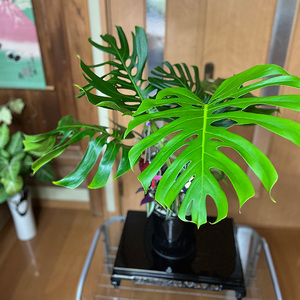 モンステラ＆観葉植物2種類寄せ植え（B1045-1）