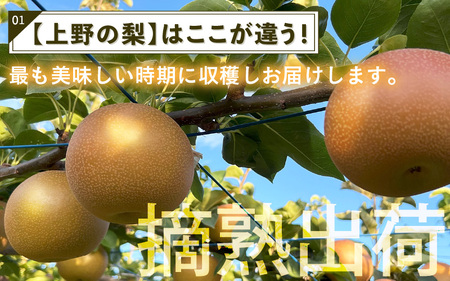 【先行予約】上野梨園のあきづき梨 5㎏箱入り（8～12玉入） / 梨園直送【上野の梨】 / 期間限定 果物 フルーツ 農家直送 シャキシャキ もぎたて 旬 お取り寄せ ※2025年9月下旬より順次発送