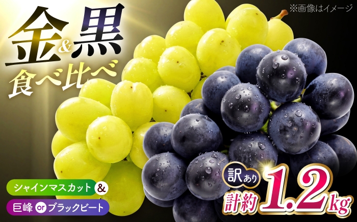 
                  【先行予約】【訳あり】 種なし ぶどう 2種 食べ比べセット 計約1.2kg （ 金熟 シャインマスカット & 巨峰 or ブラックビート ） 【合同会社 こば農園】 [ZFO009]
                