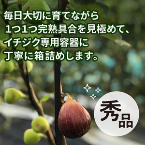 SDGs米糠循環農法で育てた樹上完熟イチジク秀品700g以上（サイズ混合12個）×2箱　潰れにくいイチジク専用容器入り【産地直送2026年8月より順次出荷】_イチジク 秀品 700g 以上 サイズ混合