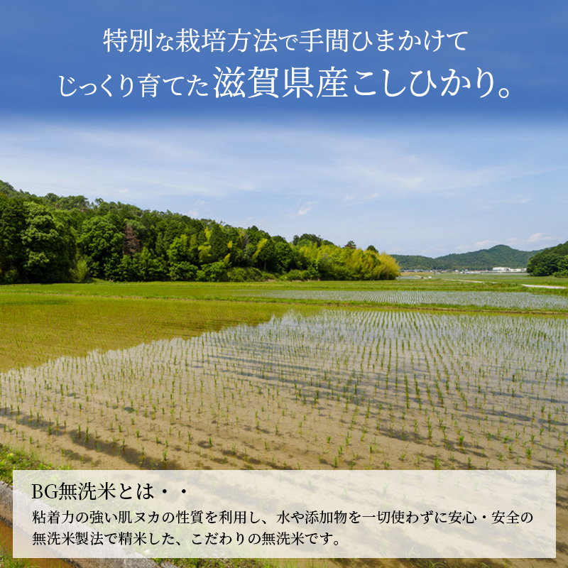 【令和7年産新米】滋賀県産 こしひかり BG無洗米 10kg 無洗米 お米 コメ おこめ 白米 コシヒカリ 2025年10月より順次出荷開始