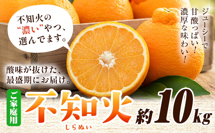 家庭用 不知火 約10kg+250g（傷み補償）【デコポンと同品種・人気の春みかん】【光センサー食頃出荷】【わけあり・訳あり】 池田鹿蔵農園@日高町（池田農園株式会社）《2月上旬-3月末頃出荷》和歌山県 日高町【配送不可地域あり】