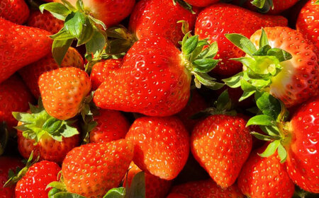 いちごソルベ いちご アイス ジェラート 愛西市 / しのだ農園-SHINODA FARM-[AECE007]