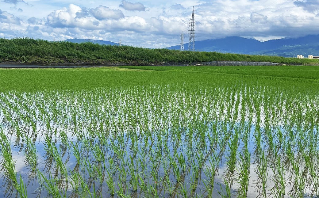 福岡県産幻の天日干し米 5kg