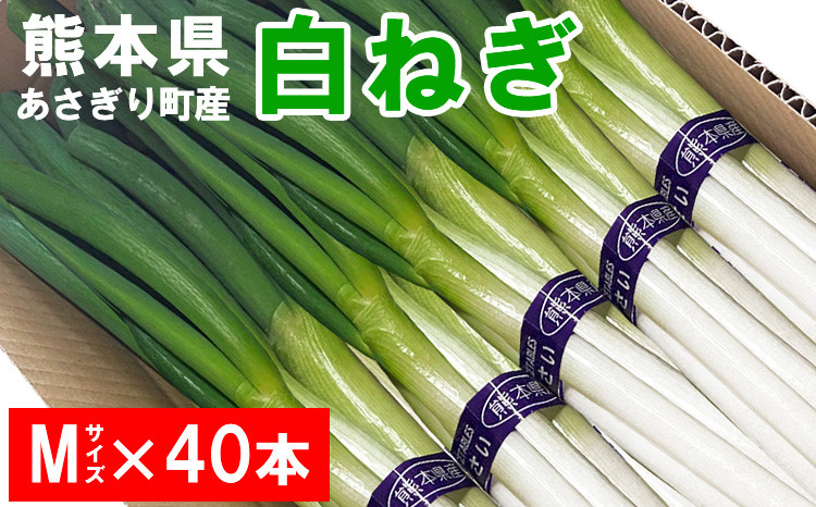 
熊本県あさぎり町産　白ねぎ「球磨美人」Mサイズ×40本 　2024年11月中旬より順次発送　【白葱/白ネギ/長ねぎ/長葱/長ネギ】
