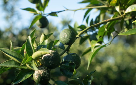 『山神果樹薬草園』柑橘リキュール柚子&すだちの飲み比べセット 500ml