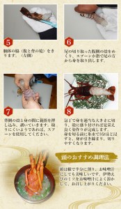 天然 伊勢えび（活）2～5尾 750～850g【2026年10月中旬頃から2027年3月末までに順次発送（1月は漁不可）】 / 伊勢えび 伊勢海老 海老 海鮮 天然 えび エビ 活 【enk002】