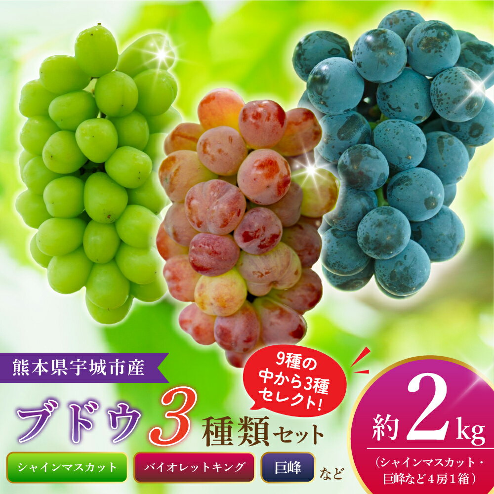 【ふるさと納税】先行予約 ブドウ 3種類セット 約2kg （シャインマスカット・巨峰など4房1箱) 【2026年8月下旬から2026年9月上旬頃発送】ぶどう 葡萄 マスカット 巨峰 きょほう グレープ 熊本県産 国産 九州 熊本県 宇城市 川田果樹園