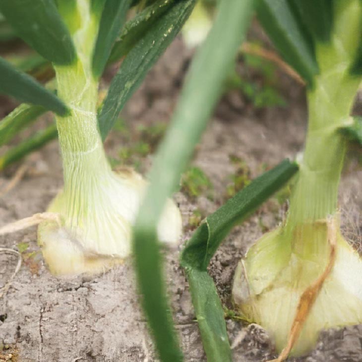 淡路島新玉ねぎ「蜜玉」５kg（有機肥料100%）