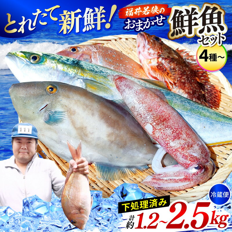 【ふるさと納税】【期間限定】福井 若狭の 鮮魚セット【選べる内容量：1.2kg/2.5kg】【選べる発送時期：春～初夏/秋~冬】【鮮魚 魚介類 海鮮 下処理 小分け 冷蔵 切り身 簡単調理 手軽 白身 焼き物 揚げ物 刺身】