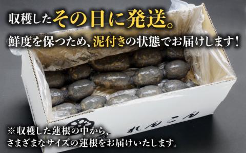 【先行予約】【特別栽培農産物 認定】＜地元 江北町産＞ 泥付き 蓮根 6kg（3kg×2）【百武青果】 [HAE002]