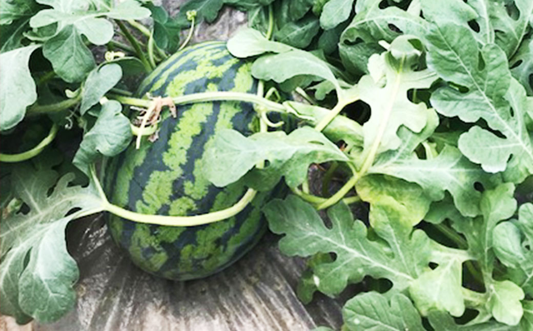 熊本県産スイカ 紅まくら 約5kg