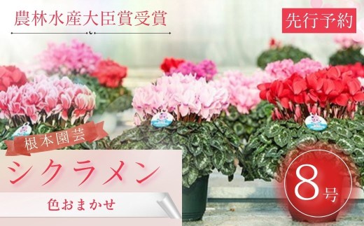 【2026年 先行予約】シクラメン 色おまかせ 8号鉢 | 花 お花 ガーデンシクラメン おまかせ 8号 花ギフト フラワーギフト 鉢花 鉢植え ギフト プレゼント 贈答 農林水産大臣賞受賞 根本園芸 シクラメン