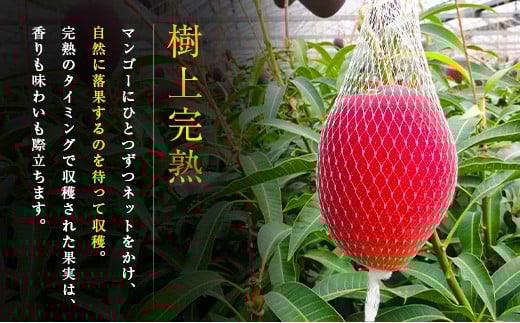 ≪先行予約≫ 宮崎県産 完熟マンゴー「太陽のタマゴ」約3kg 計6～9玉 2026年発送 ブランド 南国 トロピカル フルーツ 果物 くだもの 化粧箱入り 約3kg（2～3玉×3箱）