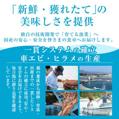 ふるさと納税 霧島市 活き〆冷凍車海老「薩摩隼人車海老」約125g(4〜6尾入)×6パック【MBC開発】　D-004 |  | 01