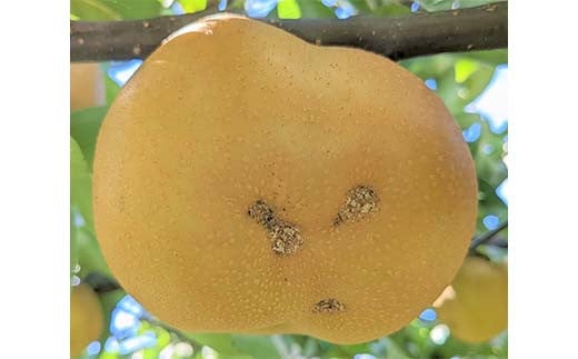 梨 家庭用 1品種おまかせ 5kg 8～11個 ＜箭内厳雄果樹園＞ な