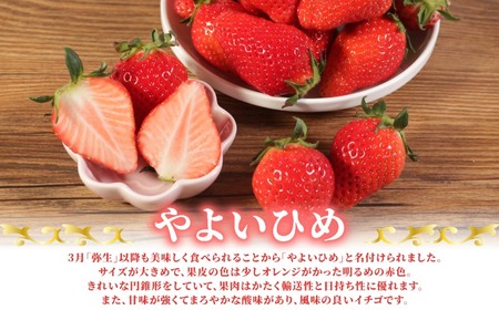 いちご やよいひめ 計1kg 【いちご】