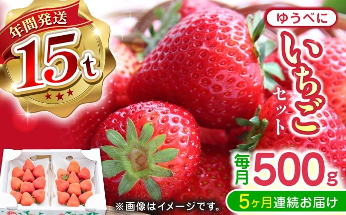 
            【先行予約】【2025年12月より順次発送】【全5回定期便】ゆうべに いちご  セット 250g×2P【なかはた農園】 [YBI063]
          