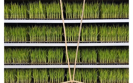 令和６年産 白川の美米 ５kg 令和6年産 南小国産 白米 玄米 森のくまさん 精米 米 お米 玄米対応可能 ご飯 ごはん 無農薬 農薬不使用 自然栽培 産地直送 熊本 南小国 送料無料