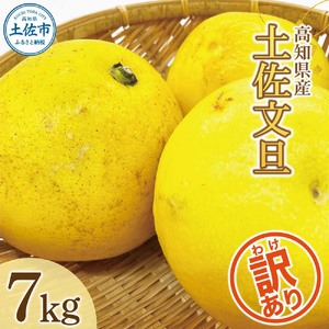 【先行予約】【訳あり】土佐文旦（ぶんたん）家庭用（M?5L混合）約7kg 高知県土佐市 【株式会社とさもん】 [BQAE031]
