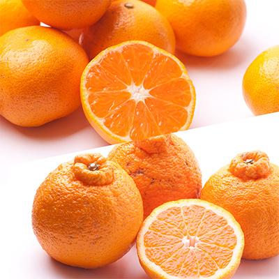 ふるさと納税 日高町 【発送月固定定期便】季節の柑橘定期便A【フルーツ定期便】【和歌山県有田】全6回 |  | 02