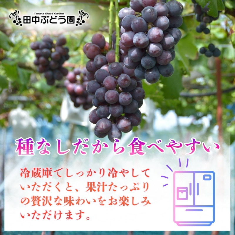 【2026年8月中旬頃出荷分先行予約】田中ぶどう園 厳選 ピオーネ 約2.0kg（3～4房） 詰め合わせ 大粒 種なし ぶどう ブドウ フルーツ 果物 農園直送 大阪府 河内長野市_イメージ5