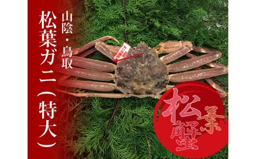 
                  特選とっとり松葉ガニ (特大)【山根商店】
                