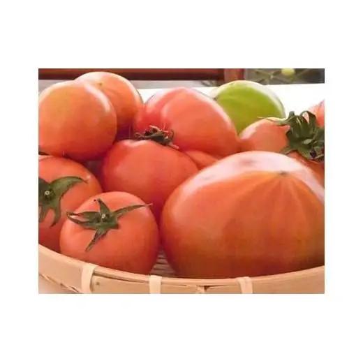 【ノムさんのトマト】トマトケチャップとトマトソースの詰め合わせ | 野菜 やさい ヤサイ とまと トマト ケチャップ ソース 調味料 加工品 長野県 塩尻市