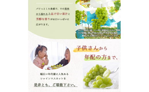 紀州和歌山産シャインマスカット２房（約1kg〜1.4kg） ※2025年8月中旬頃〜2025年9月上旬頃に順次発送予定 / マスカット 種無し フルーツ 果物 くだもの【uot813】 