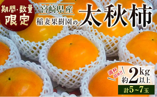 
＜期間・数量限定＞稲妻果樹園の「太秋柿」 約2kg（5～7玉）宮崎県新富町産【A145-2024】
