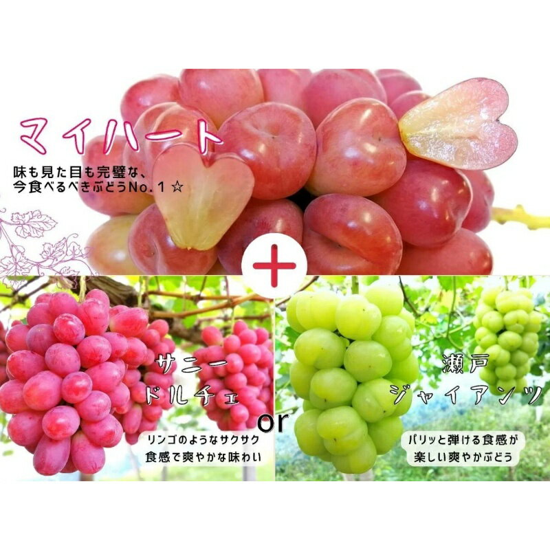 【ふるさと納税】 ※2026年の予約です！※ 【産地直送】フルーツ王国岡山 シャインマスカット の娘 マイハート 入り! ぶどう 1.2kg詰め合わせ【2026年9月下旬〜発送予定】離島発送不可 / 葡萄 ブドウ 先行予約 瀬戸ジャイアンツ 贈答 新鮮 当日出荷 林ファミリー 真庭市