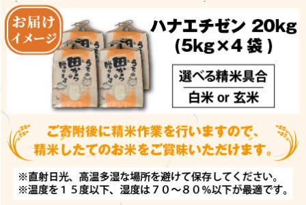 【先行予約】【令和6年産・新米】【選べる精米具合】 ハナエチゼン20kg(5kg×4袋) ～本原農園からまごころコメて～（玄米）【2024年9月上旬以降発送予定】 [B-8902_02]