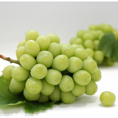 ふるさと納税 坂出市 【発送月固定定期便】坂出市フルーツ定期便全3回