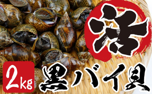 
活黒バイ貝２kg（冷蔵便） 富津産
