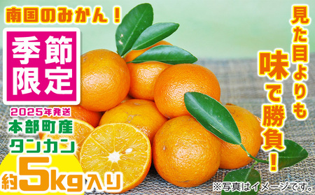 【2025年発送】南国のみかん！本部町産タンカン（約5kg入り） みかん 柑橘 沖縄 おきなわ 果実 フルーツ 青果 期間限定 先行予約 数量限定 旬 人気 おすすめ 贈答 プレゼント ギフト 贈り物 子供 デザート 取り寄せ