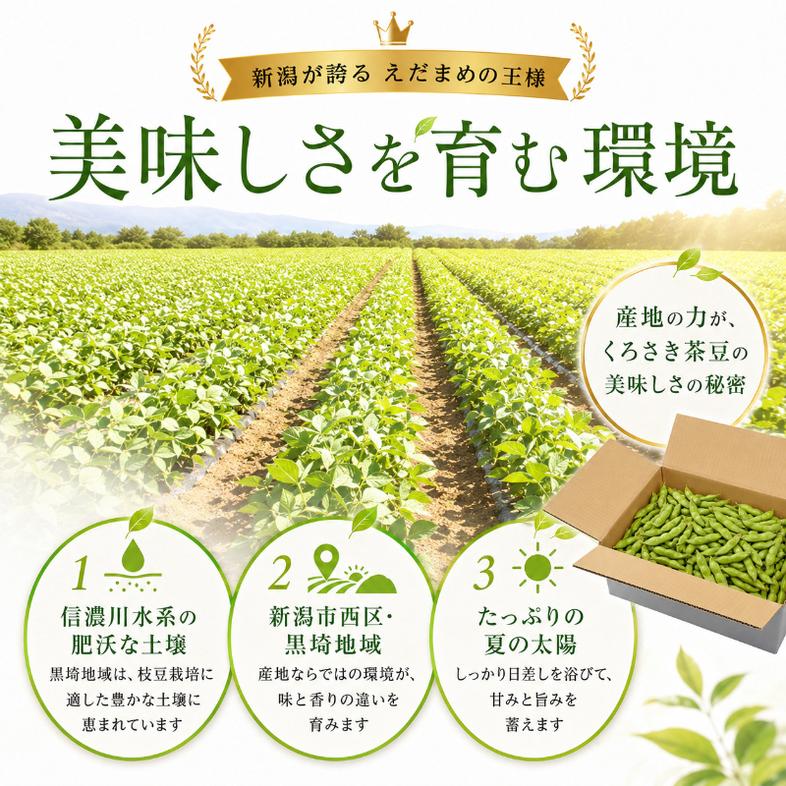 くろさき茶豆1kg 【7月下旬～9月下旬発送】 新潟県黒埼産 朝