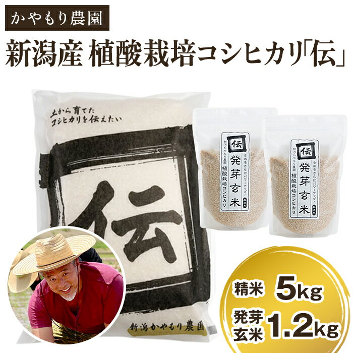 【ふるさと納税】【令和7年産】新潟産コシヒカリ「伝」精米5kgと発芽玄米1.2kg（600g×2）セット 《9月下旬〜順次出荷》 かやもり農園