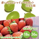 【ふるさと納税】【選べる】赤いちごとシャインマスカットの宝石箱 18粒・36粒（茨城県共通返礼品：石岡市産とかすみがうら市産）　※2024年12月初旬～2025年1月下旬頃に順次発送予定（CD009）