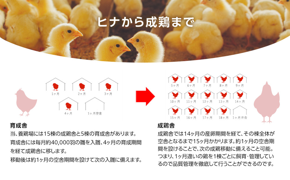 ヒラノのたまご【輝黄卵(きおうらん)】赤Mサイズ10kg(160個前後)
