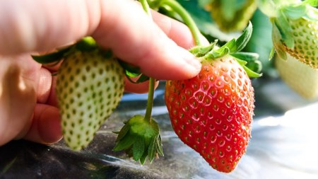 【 2026年1月上旬発送開始 】 完熟 かおり野 260g×2P 国産 いちご イチゴ 苺 果物 フルーツ 茨城県産 KEK [BC024sa]