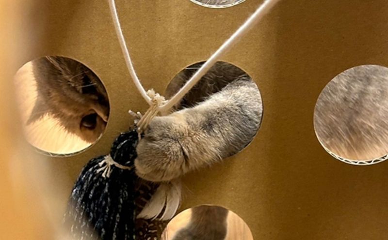 necowakuBOX｜ネコワクボックス 猫　ねこ 　ネコ　ペット ペット用品